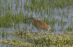 Sqacco Heron