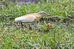 squacco heron