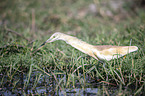 walking Squacco Heron