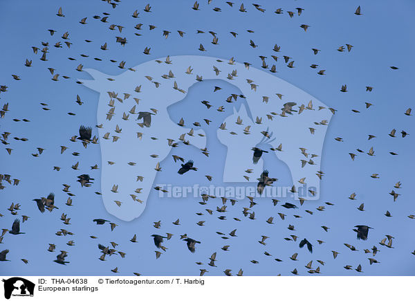 Stare / European starlings / THA-04638