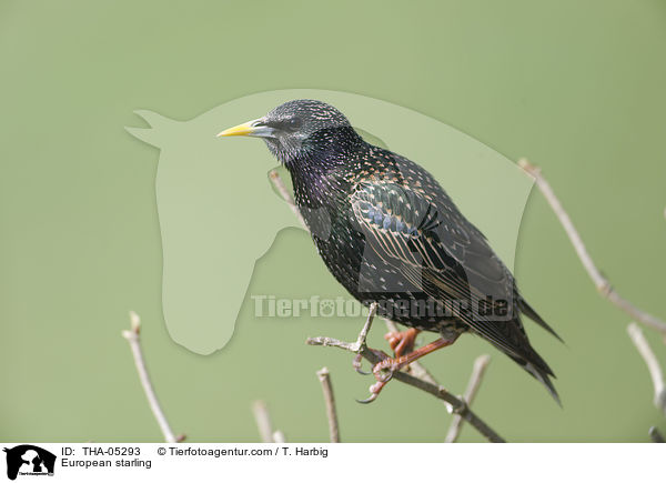 Star / European starling / THA-05293