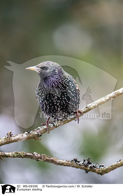 Star / European starling / WS-09356