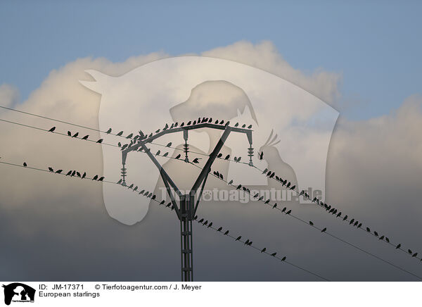 European starlings / JM-17371