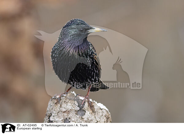 European starling / AT-02495