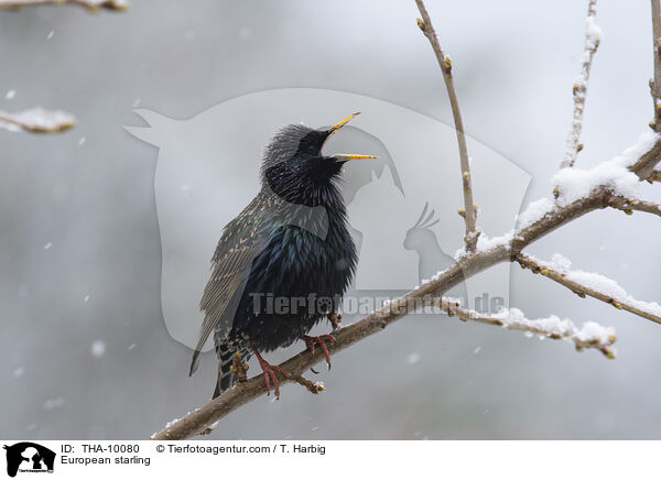 Star / European starling / THA-10080