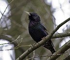 European starling