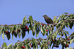 European starling