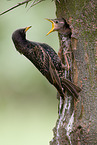 European starling