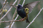 starling