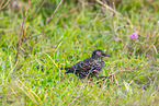 European starling