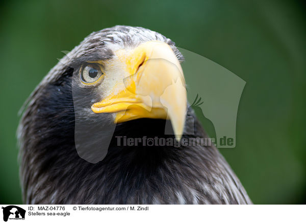 Riesenseeadler / Stellers sea-eagle / MAZ-04776