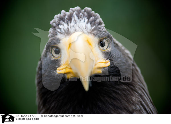 Riesenseeadler / Stellers sea-eagle / MAZ-04779