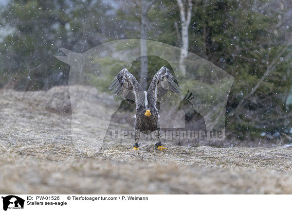 Riesenseeadler / Stellers sea-eagle / PW-01526