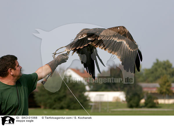 Steppenadler / steppe eagle / SKO-01068