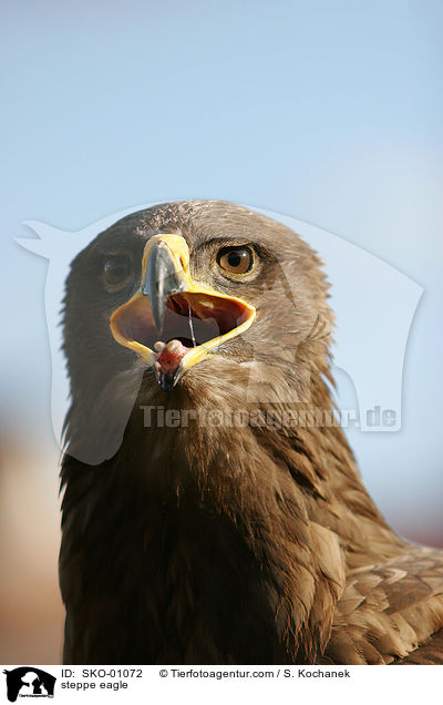steppe eagle / SKO-01072