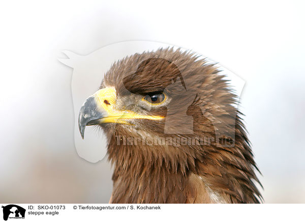 steppe eagle / SKO-01073