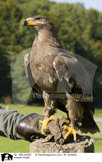 Steppenadler / steppe eagle / WS-03053