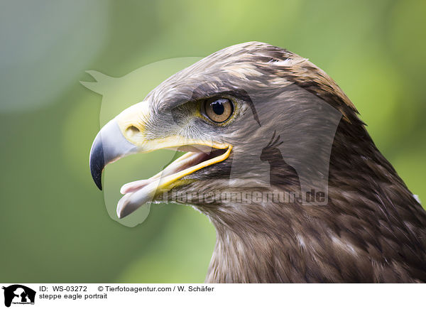 steppe eagle portrait / WS-03272