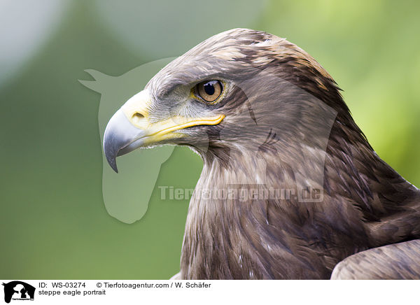 steppe eagle portrait / WS-03274