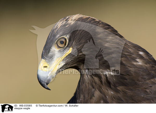 Steppenadler / steppe eagle / WS-03585