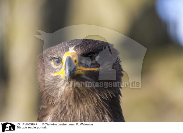 Steppenadler Portrait / Steppe eagle portrait / PW-05844