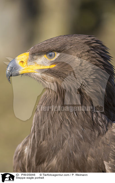 Steppenadler Portrait / Steppe eagle portrait / PW-05846