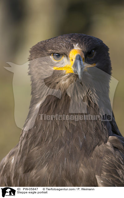 Steppenadler Portrait / Steppe eagle portrait / PW-05847
