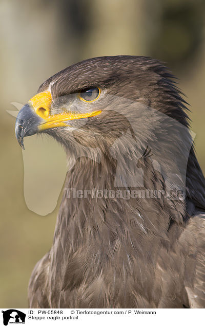 Steppenadler Portrait / Steppe eagle portrait / PW-05848