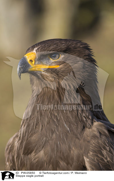 Steppenadler Portrait / Steppe eagle portrait / PW-05850