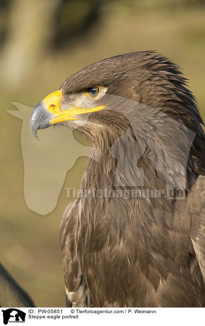 Steppenadler Portrait / Steppe eagle portrait / PW-05851