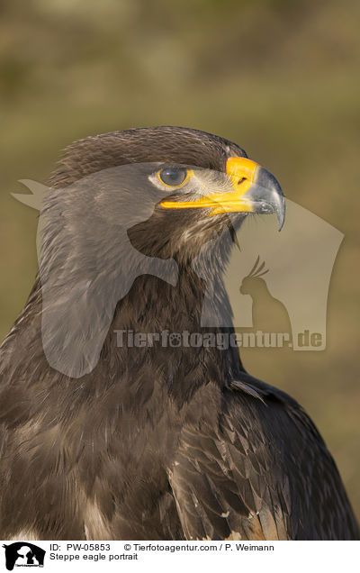 Steppenadler Portrait / Steppe eagle portrait / PW-05853