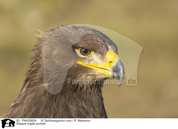 Steppenadler Portrait / Steppe eagle portrait / PW-05854