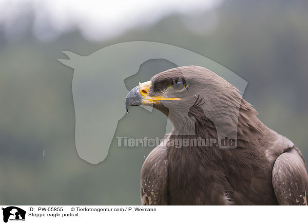 Steppenadler Portrait / Steppe eagle portrait / PW-05855
