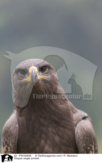 Steppenadler Portrait / Steppe eagle portrait / PW-05856