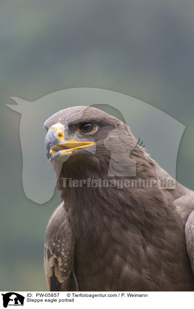 Steppenadler Portrait / Steppe eagle portrait / PW-05857