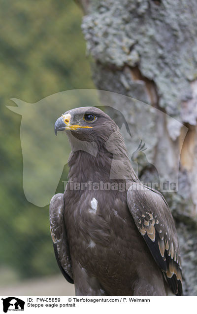 Steppenadler Portrait / Steppe eagle portrait / PW-05859