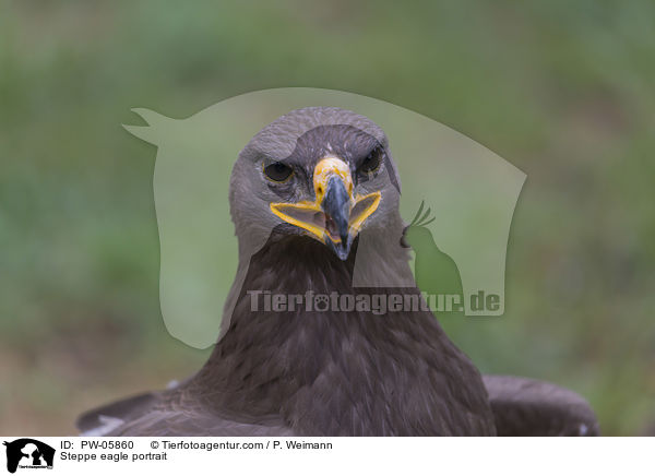 Steppenadler Portrait / Steppe eagle portrait / PW-05860