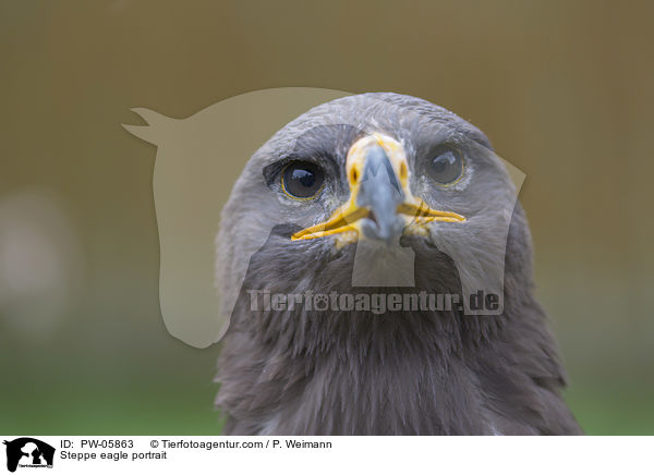Steppenadler Portrait / Steppe eagle portrait / PW-05863