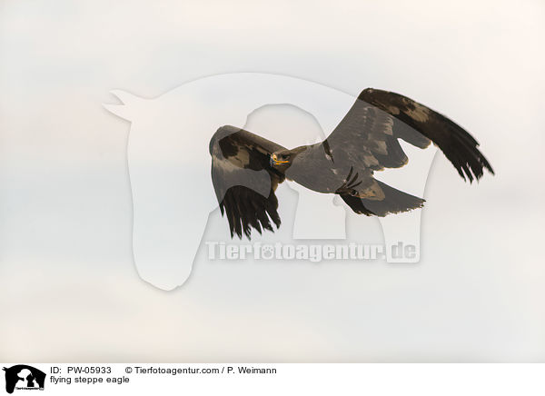 fliegender Steppenadler / flying steppe eagle / PW-05933