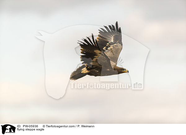 fliegender Steppenadler / flying steppe eagle / PW-05936