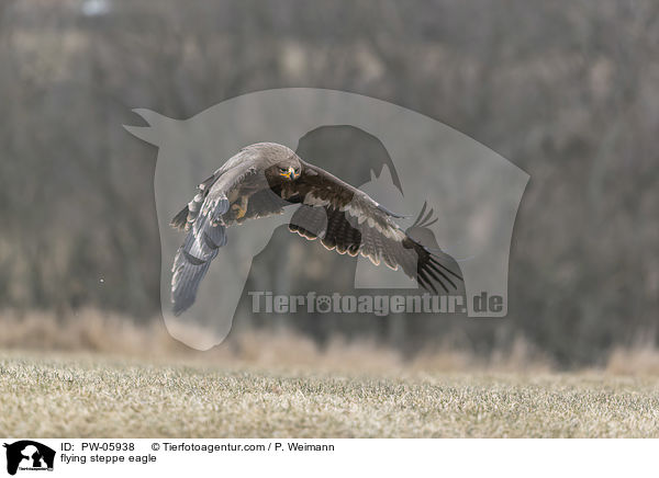 fliegender Steppenadler / flying steppe eagle / PW-05938