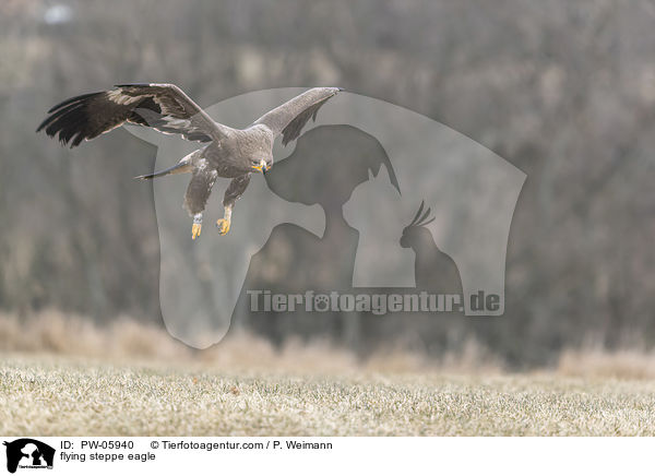 fliegender Steppenadler / flying steppe eagle / PW-05940