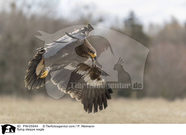 fliegender Steppenadler / flying steppe eagle / PW-05944