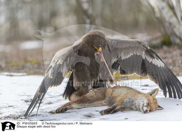 Steppenadler mit totem Fuchs / Steppe eagle with dead fox / PW-05945