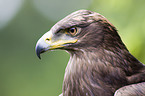 steppe eagle portrait