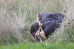 steppe eagle