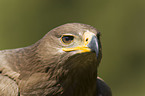 steppe eagle