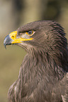 Steppe eagle portrait