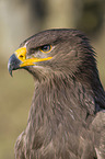 Steppe eagle portrait