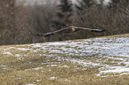 flying steppe eagle